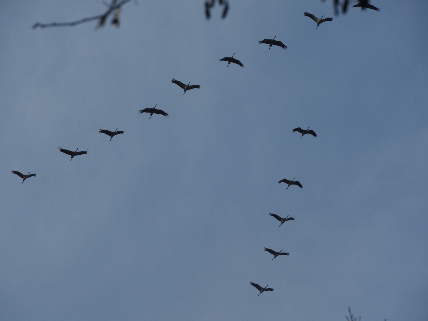 Kraniche am blauen Himmel