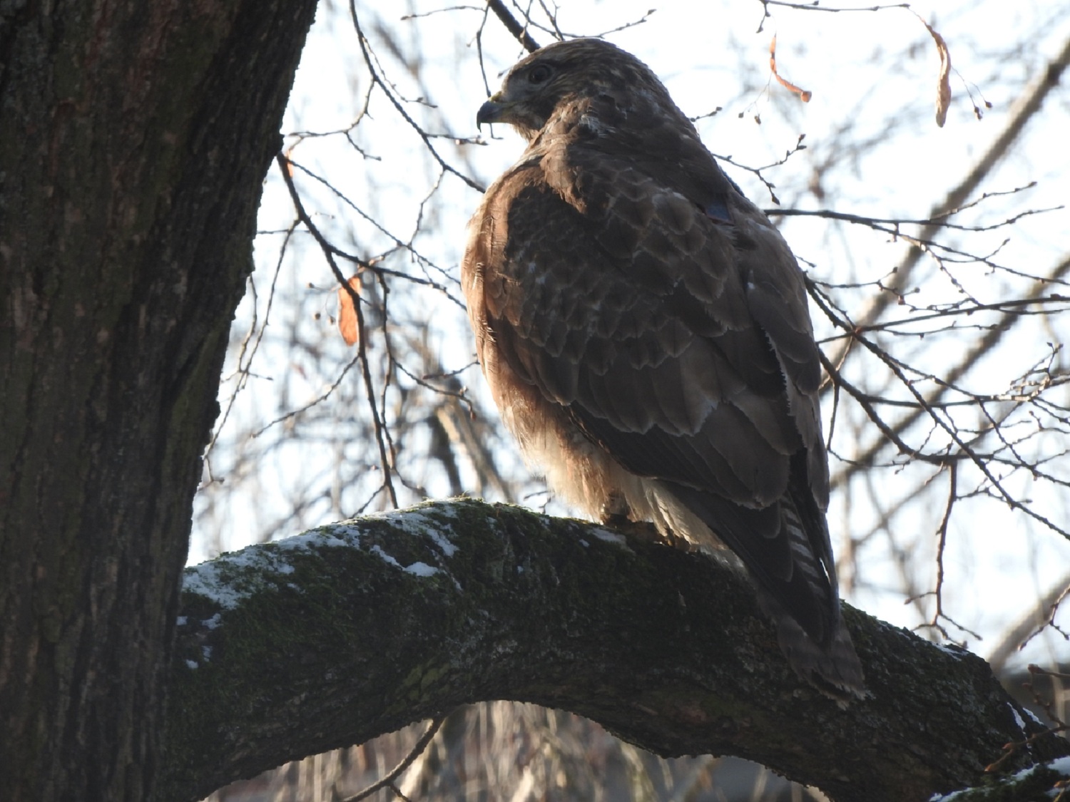 Ein Mäusebussard im Einsatzgebiet der Stadtnaturranger*innen