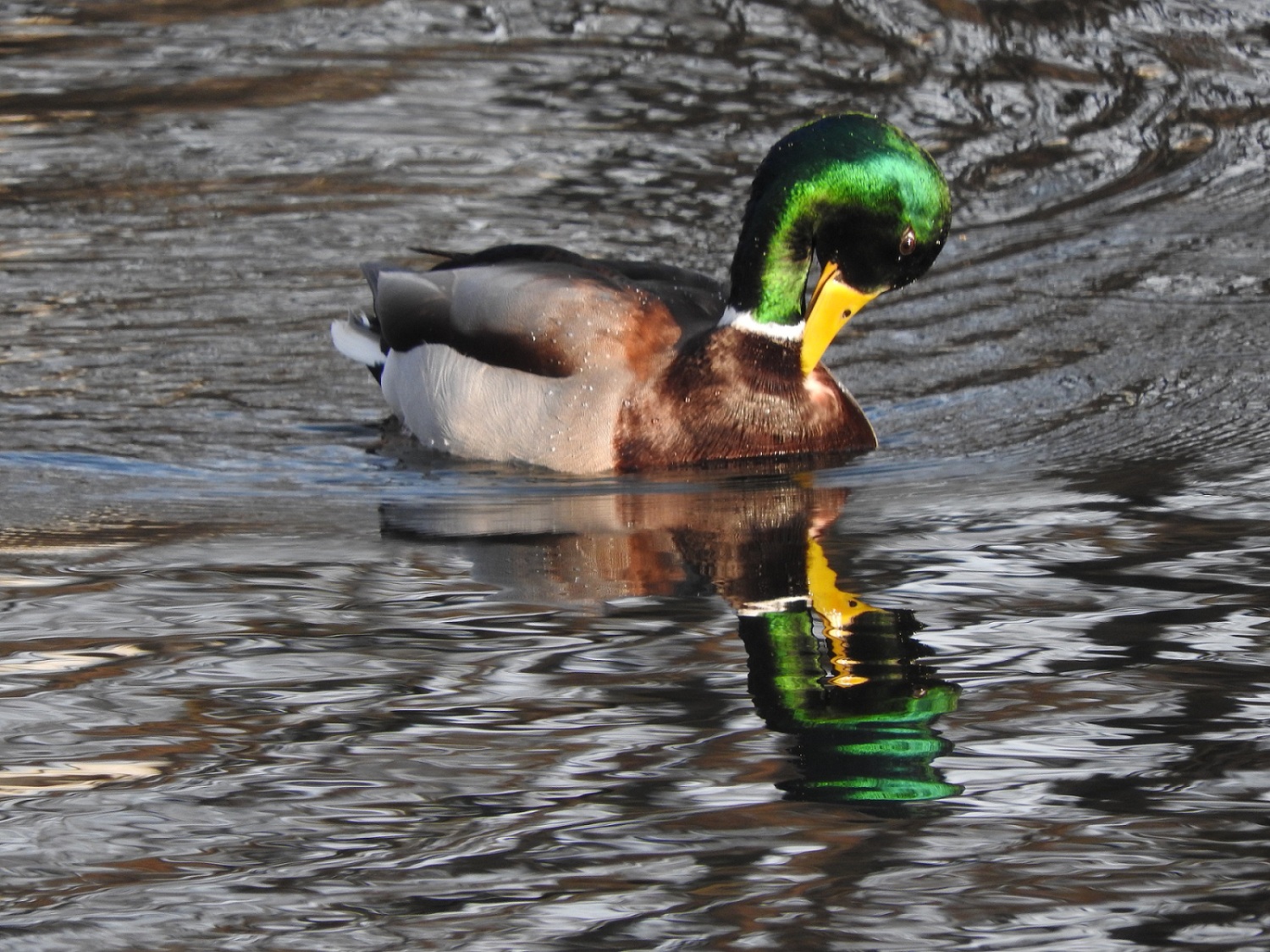 Eine männliche Stockente im Flutgraben