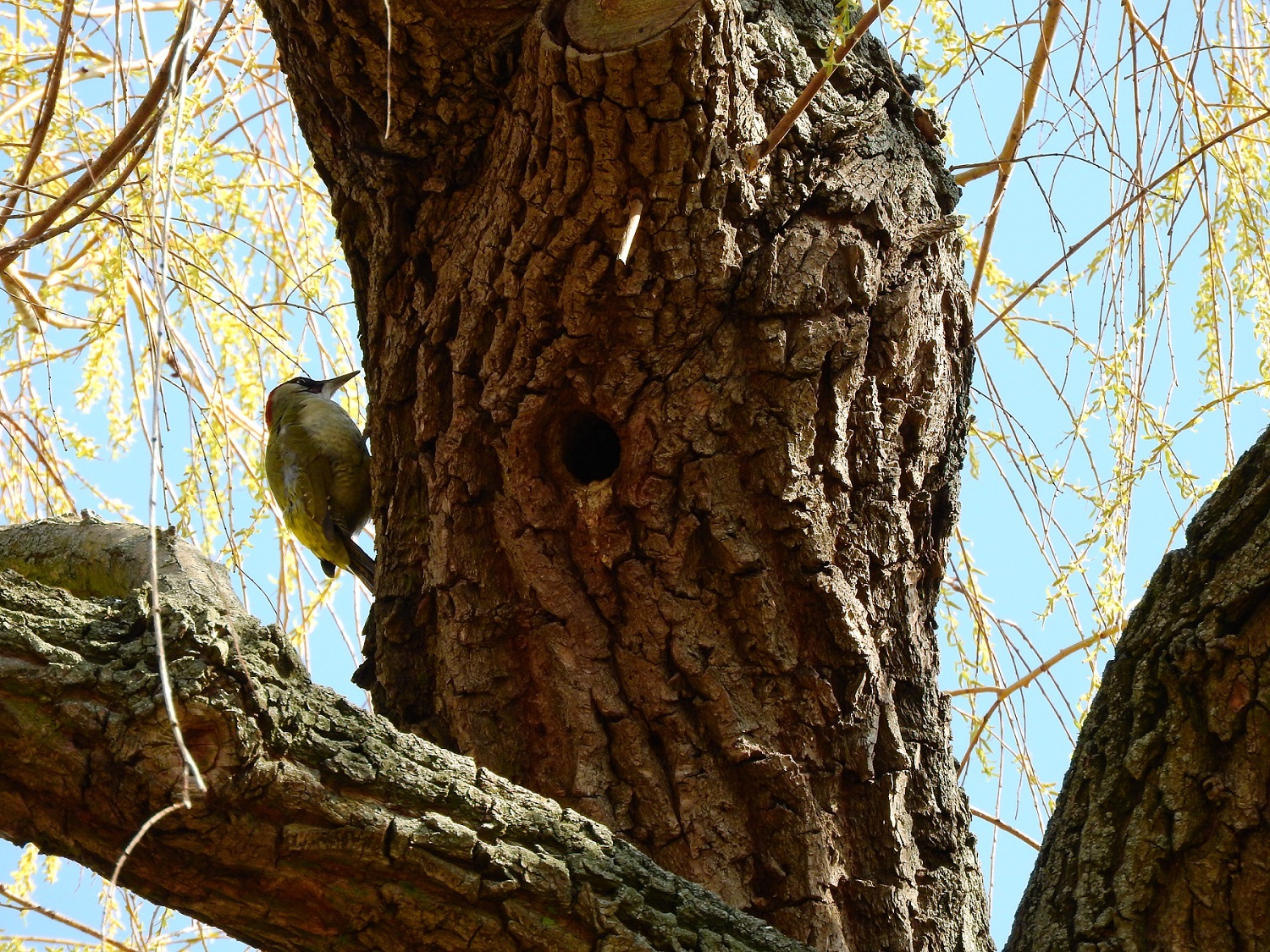 Ein Grünspecht auf Nahrungssuche im Volkspark Friedrichshain