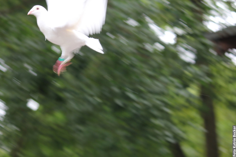 fliegende weiße Taube