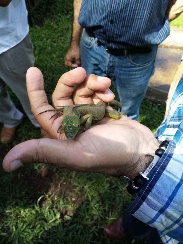 Grüner Leguan