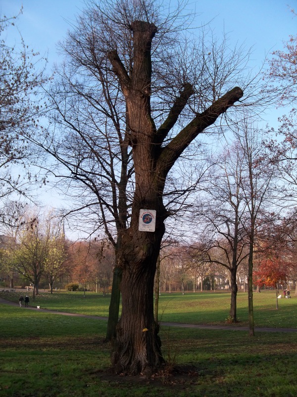 ausgewiesener Biotopbaum im Görlitzer Park