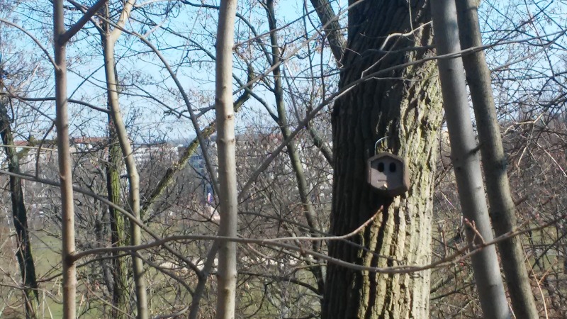 Nistkasten mit zwei Einfluglöchern im Volkspark Friedrichshain, zum Beispiel für Garten- oder Hausrotschwanz