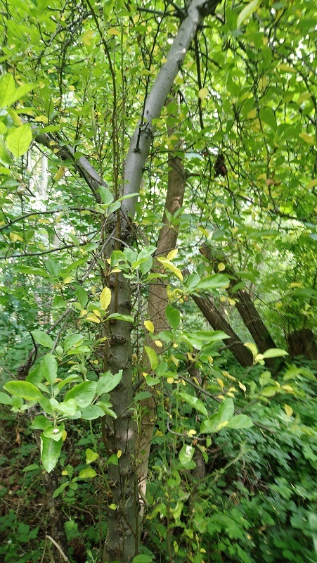 Apfelbaum im NER Robinienwäldchen