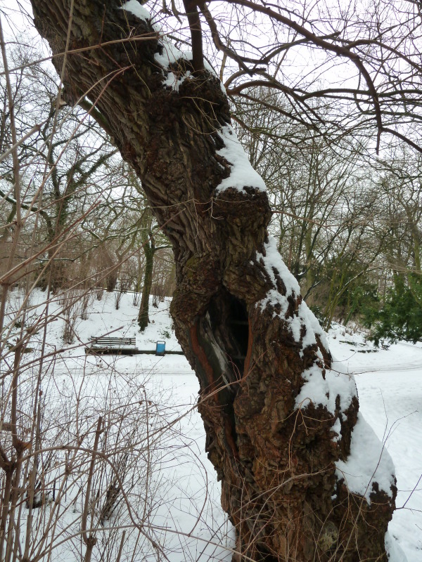 großer Hohlraum eines alten Biotopbaums im Viktoriapark