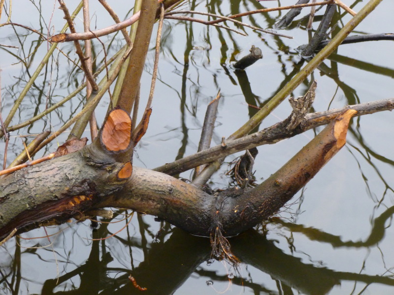 Biberschnitte an Gehölzen auf Stralau