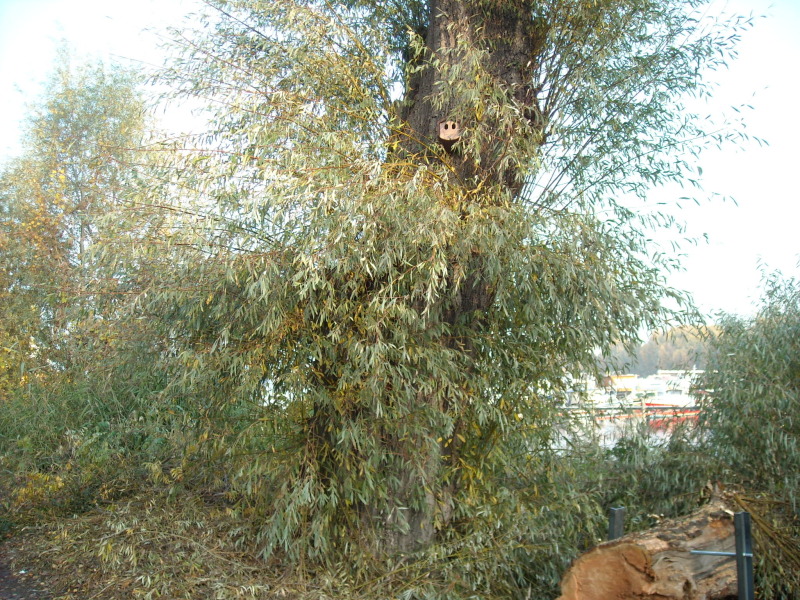 ein Biotopbaum mit einem Vogelhäuschen an der Rummelsburger Bucht