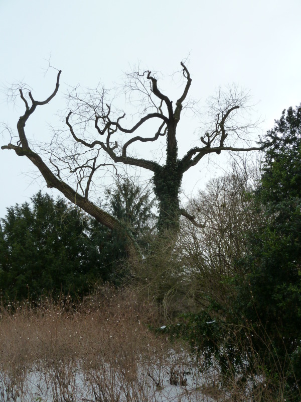 Biotopbaum mit Efeubewuchs im Viktoriapark