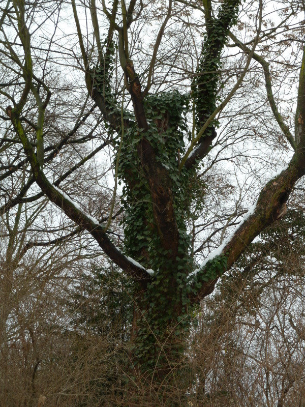 Efeu an einem Biotopbaum