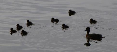 Reiherente mit Jungvögeln auf dem Rummelsburger See
