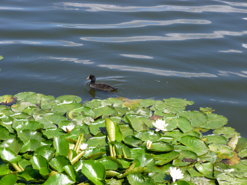 Blessralle im Seerosenteppich auf Stralau
