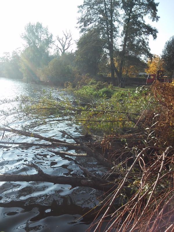 eingebrachte Äste an der Schwanenwiese