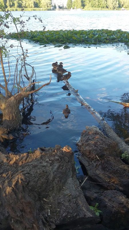 Enten fetten ihr Gefieder auf einem Raubaum.