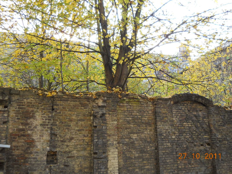Ahorn auf einer Mauer wachsend