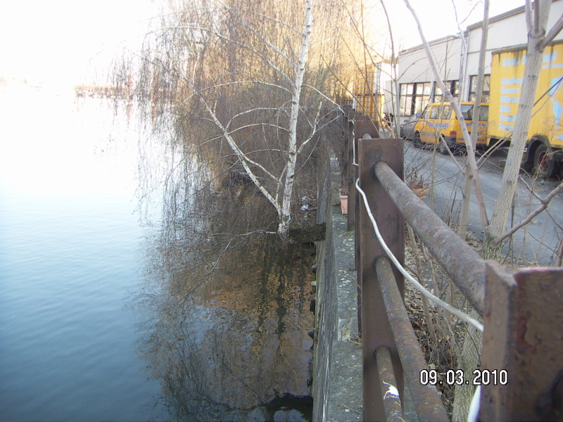 Birke in der Uferwand (Spree)