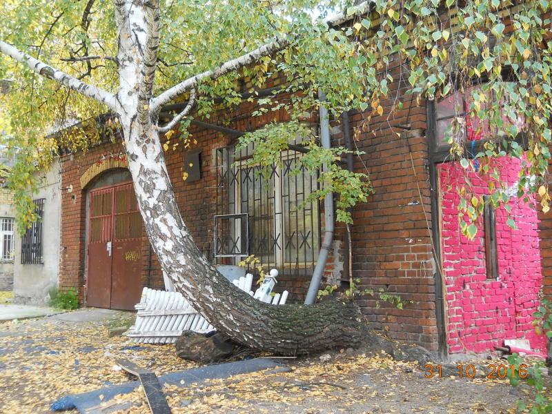 Birke an Hauswand