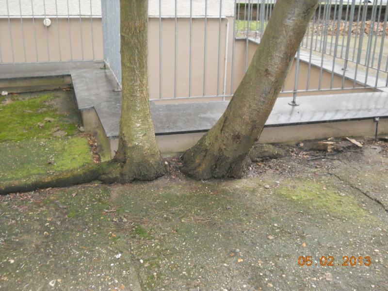 Bäume aus einer Betonfuge wachsend