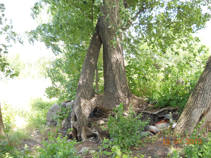 Verschweißung von Stämmen