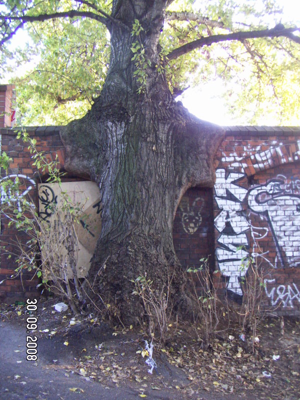 Pappel an einer Mauer