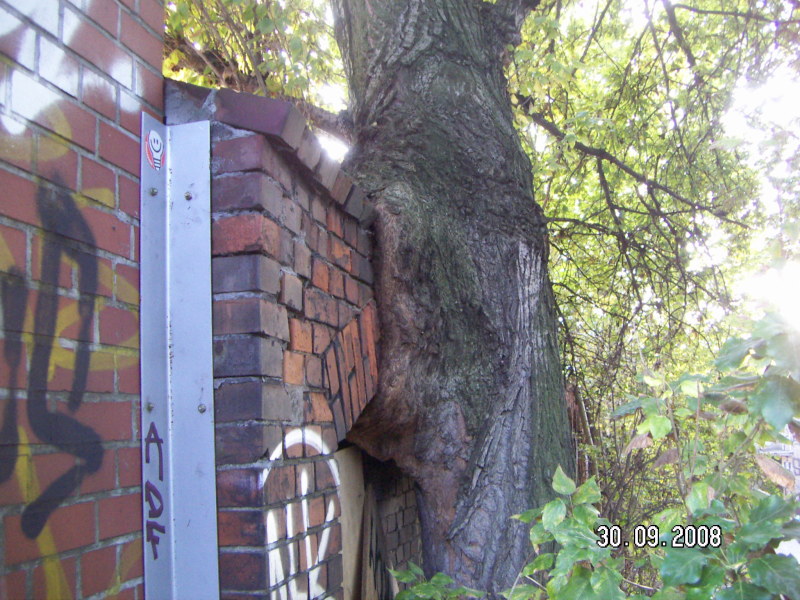 Pappel an einer Mauer