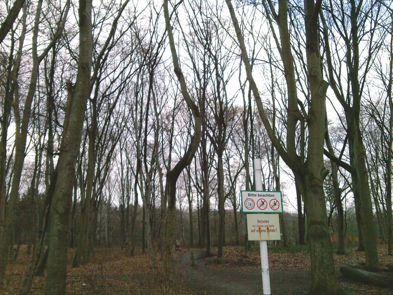 Krumm gewachsener Baumstamm