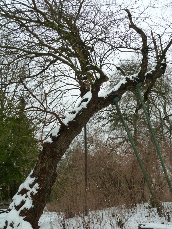 gestützter alter Baum im Viktoriapark