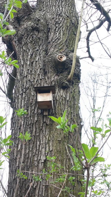 Nisthilfe "Halbhöhle" an einem Baum im Volkspark Friedrichshain