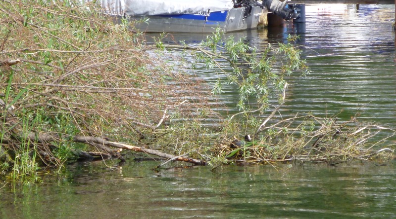 Blessrallennest in Weide an der Hansa-Werft