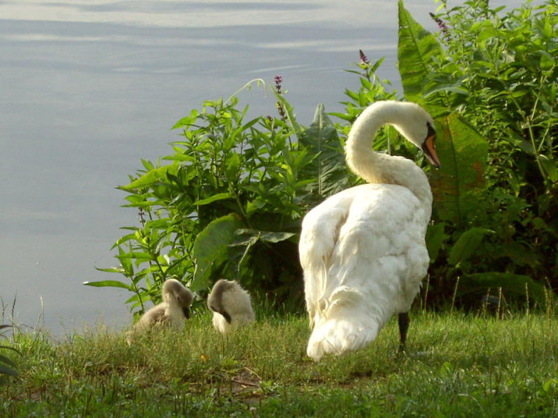Höckerschwan mit Jungen