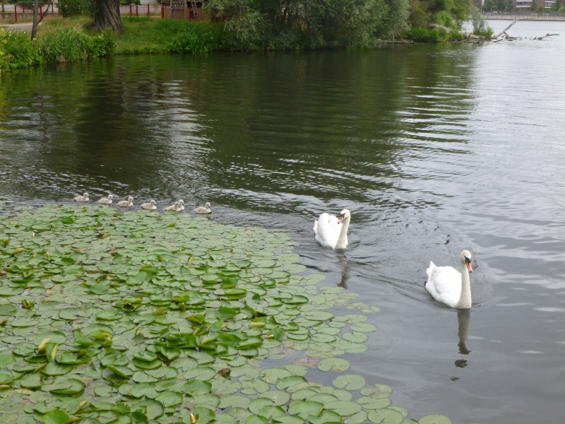 Höckerschwanfamilie im Seerosenteppich