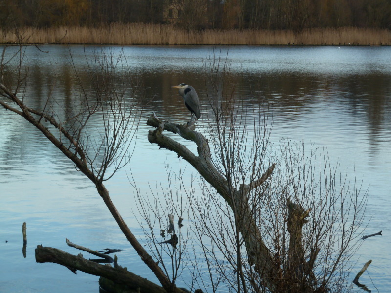Biotopholz am Wasser dient einem Graureiher als Rastplatz auf Stralau