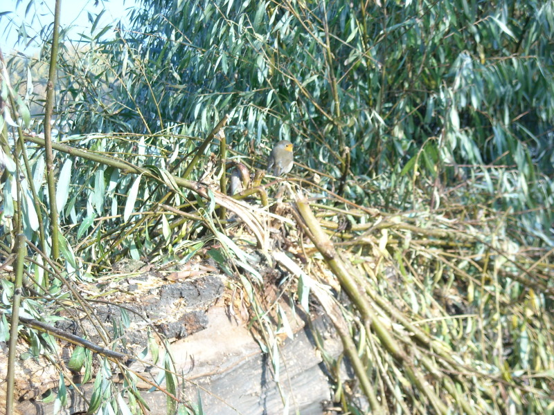 ein Rotkehlchen sitzt auf einem verankertem Ast