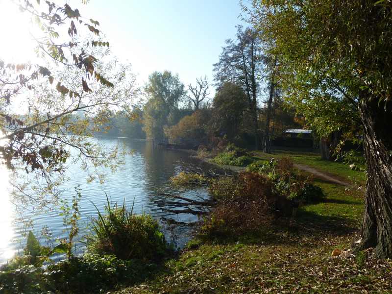 eingebrachte Äste ragen in das Gewässer an der Schwanenwiese