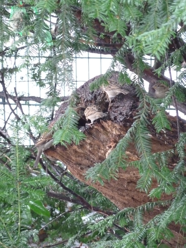 Sperlinge picken auf einem Totholzast im Viktoriapark