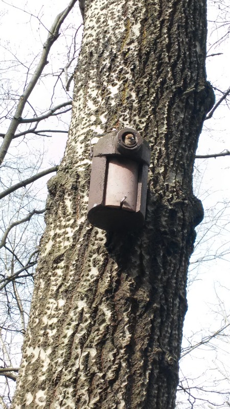 Starenkasten im Volkspark Friedrichshain, von einem Spatz besetzt