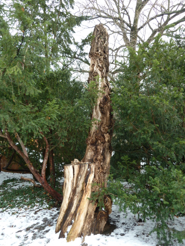 toter Hochstubben im Viktoriapark