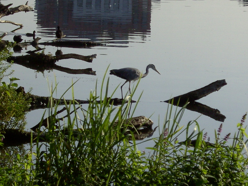 Graureiher am Ufer auf Stralau