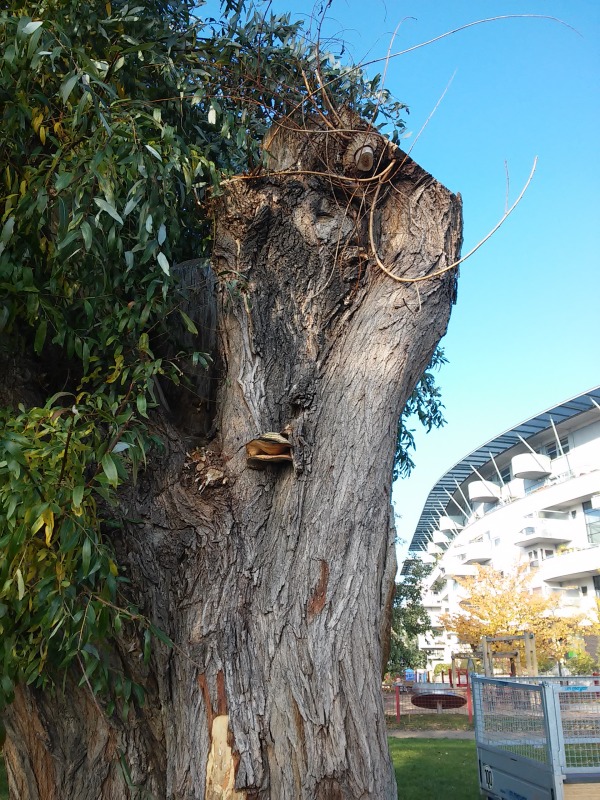 die Weide auf der Schwanenwiese ist beschnitten