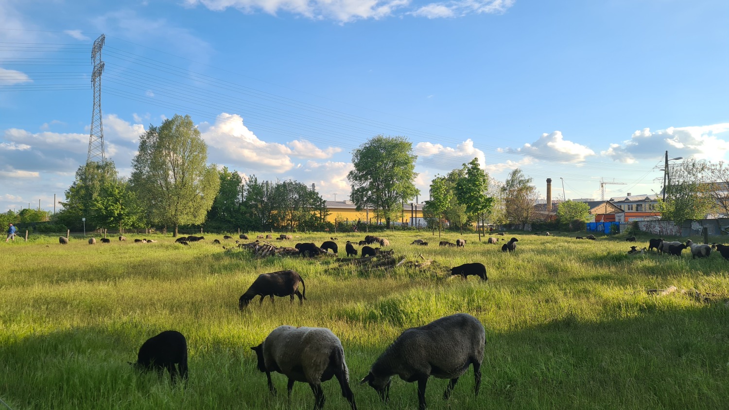 Schafbeweidung im LSG Herzberge - Der Landschafspark hat seit 2018 Schutzstatus als Landschaftsschutzgebiet Herzberge. Ein Großteil der Flächen wird durch Schafbeweidung gepflegt, Bildvordergrund: Rauhwollige Pommersche Landschafe beim Weiden