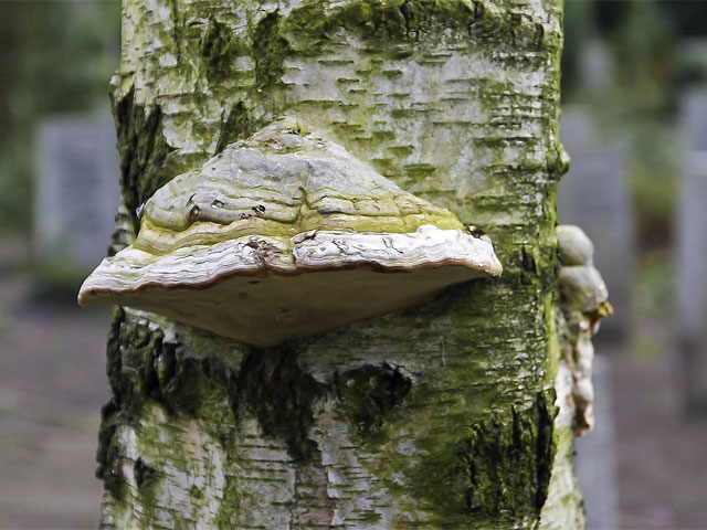 Pilz am Baum