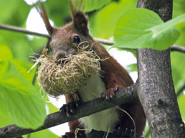 Eichhörnchen auf einem Baum