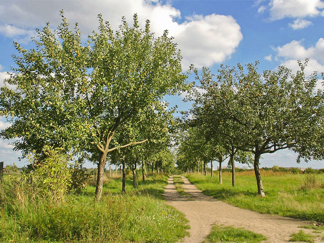 Sandweg durch Bäume