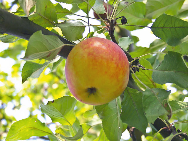Apfel am Baum