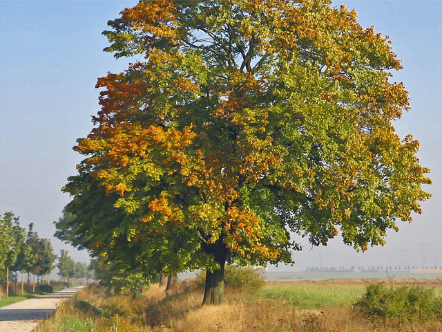 Baum im Harbst