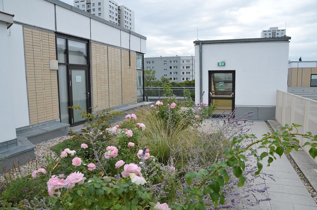 Begrünte Dachterasse des Freizeitforums Marzahn mit Rosen