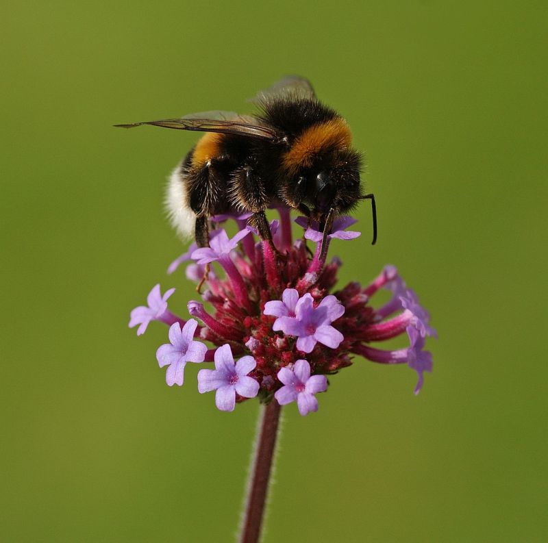 Hummel auf Blüte von Anneli Krämer