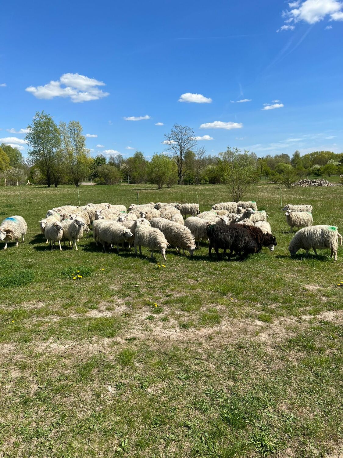 Schafe in der Hönower Weiherkette