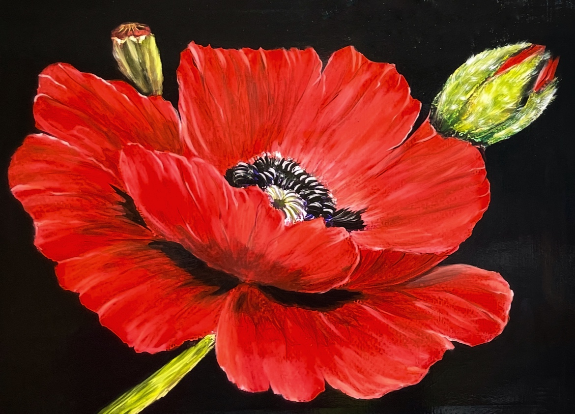 Eine leuchtend rote Mohnblüte hebt sich vom schwarzen Hintergrund ab. Goldener Blütenstaub im Zentrum der Blume verleiht dem Bild Eleganz und Tiefe. Ein kraftvoller Kontrast aus Farbe, Licht und Stille.