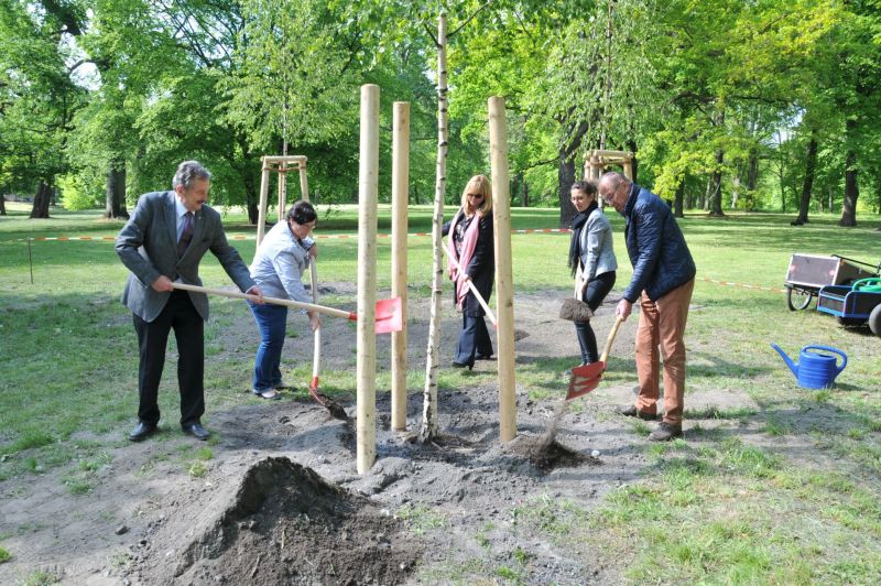 Pflanzung neuer Birken im Schlosspark Biesdorf zum Tag der Befreiung - Gemeinsames Pflanzen der dritten Birke